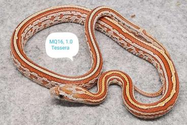 Nattern ungiftige kaufen und verkaufen Foto: Kornnattern aus Hobbyzucht Nattern ungiftige kaufen und verkaufen Foto: Kornnattern aus Hobbyzucht