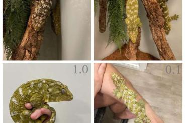 Geckos kaufen und verkaufen Foto: 0.0.2 high color x high pattern R. Leachianus offspring 