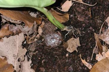 Geckos kaufen und verkaufen Foto: 1,0 Uroplatus henkeli abzugeben Geckos kaufen und verkaufen Foto: 1,0 Uroplatus henkeli abzugeben