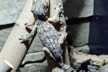 Geckos kaufen und verkaufen Photo: 1,0 Uroplatus henkeli abzugeben Geckos kaufen und verkaufen Photo: 1,0 Uroplatus henkeli abzugeben