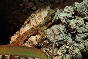 Geckos kaufen und verkaufen Foto: 1,0 Ptychozoon kuhli (Kuhl's Faltengecko) Geckos kaufen und verkaufen Foto: 1,0 Ptychozoon kuhli (Kuhl's Faltengecko)