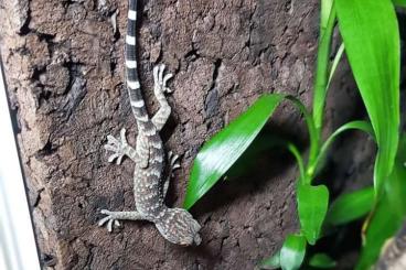 Geckos kaufen und verkaufen Photo: Tokehs/ Gekko gecko Jungtiere