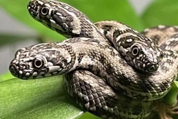 Schlangen kaufen und verkaufen Foto: Natrix maura Vipernatter europäische Schlangen 