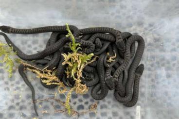 Schlangen kaufen und verkaufen Foto: Coronella austriaca Schlingnatter 