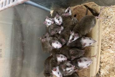 Futtertiere kaufen und verkaufen Foto: Vielzitzen Mäuse Börse Oelsnitz 
