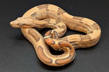 Boas kaufen und verkaufen Foto: Boa c. imperator VPI , Blood, IMG,Nic+ Boas kaufen und verkaufen Foto: Boa c. imperator VPI , Blood, IMG,Nic+