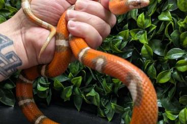 Nattern ungiftige kaufen und verkaufen Foto: Lampopeltis polyzona HypoT+ Nattern ungiftige kaufen und verkaufen Foto: Lampopeltis polyzona HypoT+