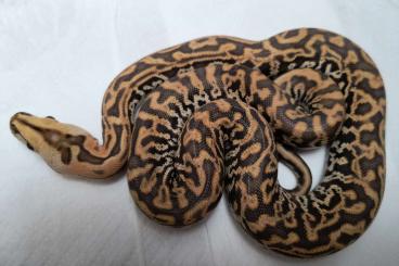 Pythons kaufen und verkaufen Foto: Python Bivittatus / Burmese Pythons - 2025 Pythons kaufen und verkaufen Foto: Python Bivittatus / Burmese Pythons - 2025