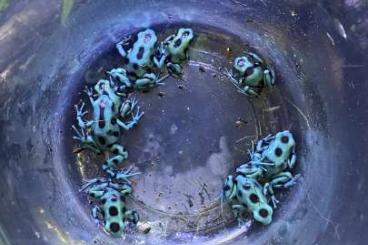 frogs kaufen und verkaufen Photo: Dendrobate auratus el cope
