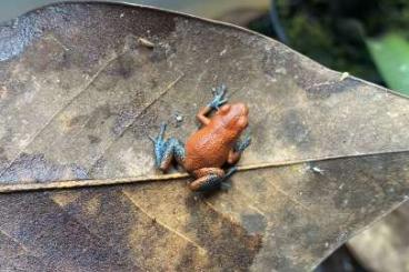Poison dart frogs kaufen und verkaufen Photo: Oophaga Pumilio           