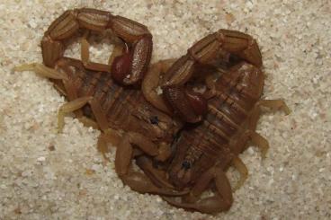 Skorpione kaufen und verkaufen Foto: Hi, I have some surplus scorpions from my breeding: