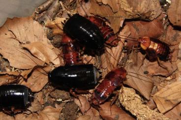 Insects kaufen und verkaufen Photo: Pseudoderopeltis sp. Tanzania