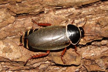 Insekten kaufen und verkaufen Foto:  I offer Simandoa conserfariam