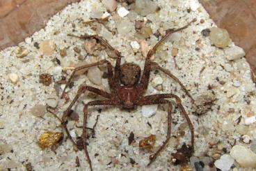 echte Webspinnen kaufen und verkaufen Foto: I offer Sicarius gracilis (Ecuador) 