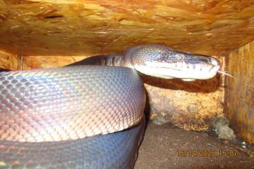 Snakes kaufen und verkaufen Photo: Gebe ab: 1,0 Leiopython hoserae, 1,0 Aspidites ramsayi