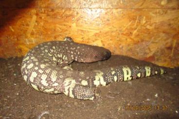 Lizards kaufen und verkaufen Photo: Gebe ab: Helodema horridum exasperatum