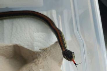 Nattern ungiftige  kaufen und verkaufen Foto: Thamnophis eques diluvialis pet only Hamm