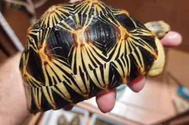 Landschildkröten kaufen und verkaufen Foto: Astrochelys  radiata tortuga