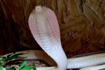 Giftschlangen kaufen und verkaufen Foto: Naja kaouthia Creme weiss 1.0