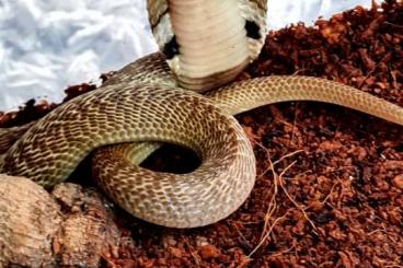 Venomous snakes kaufen und verkaufen Photo: Naja Naja 1.1 Pärchen Kobras