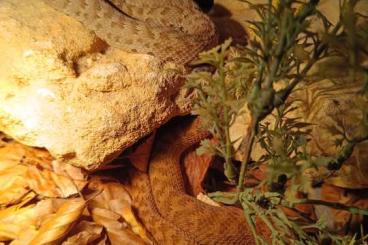 Giftschlangen kaufen und verkaufen Photo: 2,1 Gloydius halys caraganus CB 22