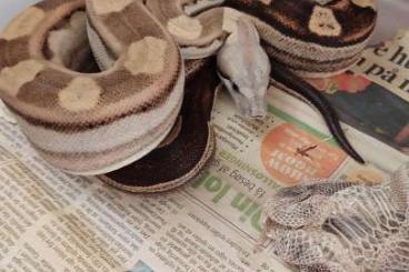 Boas kaufen und verkaufen Foto: 1.0 Motley 100% Het VPI T+ Albino. Boas kaufen und verkaufen Foto: 1.0 Motley 100% Het VPI T+ Albino.