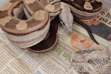 Boas kaufen und verkaufen Foto: 1.0 Motley 100% Het VPI T+ Albino.