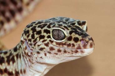 Geckos kaufen und verkaufen Foto: F2 WF Leopardgeckos (Eublepharis macularius macularius)