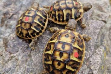 Tortoises kaufen und verkaufen Photo: Testudo Hermanni Hermanni - Apulien Tortoises kaufen und verkaufen Photo: Testudo Hermanni Hermanni - Apulien