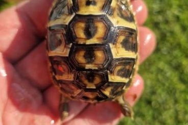 Tortoises kaufen und verkaufen Photo: Testudo Hermanni Hermanni Apulien Tortoises kaufen und verkaufen Photo: Testudo Hermanni Hermanni Apulien