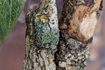 Geckos kaufen und verkaufen Foto: Uroplatus sikorae - Verona Geckos kaufen und verkaufen Foto: Uroplatus sikorae - Verona