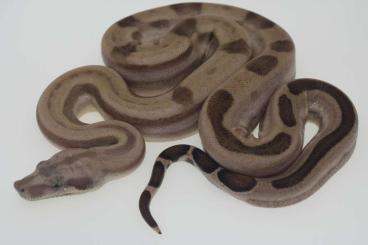 Boas kaufen und verkaufen Foto: Boas Fire / Super Fire / IMG / VPI Boas kaufen und verkaufen Foto: Boas Fire / Super Fire / IMG / VPI