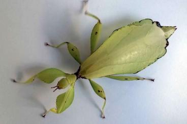 Insekten kaufen und verkaufen Foto: Phyllium philippinicum L2-L4 Insekten kaufen und verkaufen Foto: Phyllium philippinicum L2-L4