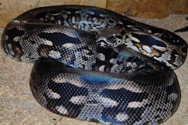 Boas kaufen und verkaufen Photo: 1,1 Nördliche Madagaskar Boas Adult ( Acrantophis madagascariensis)