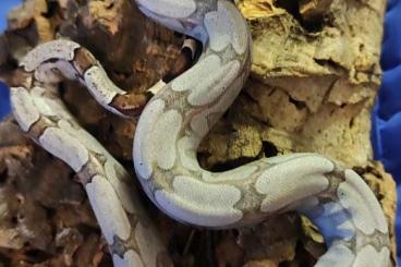 Boas kaufen und verkaufen Photo: 0,1 Boa constrictor amarali Silverback 