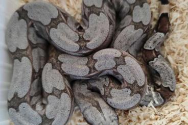 Boas kaufen und verkaufen Foto: 0,1 Boa constrictor amarali Silverback 