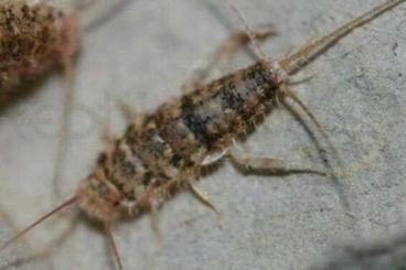 Feeder animals kaufen und verkaufen Photo: Ofenfischchen / Thermobia Domestica Feeder animals kaufen und verkaufen Photo: Ofenfischchen / Thermobia Domestica