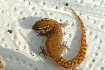 Geckos kaufen und verkaufen Photo: Suche Saurodactylus spec., Rhoptropus Boultoni