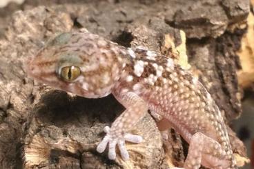 Geckos kaufen und verkaufen Foto: 0.0.X Dickzehen / Thick-toed Geckos Chondrodactylus Pulitzerae