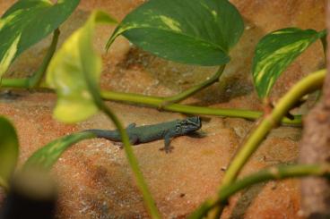 Geckos kaufen und verkaufen Foto: 1.0 Lygodactylus Williamsi