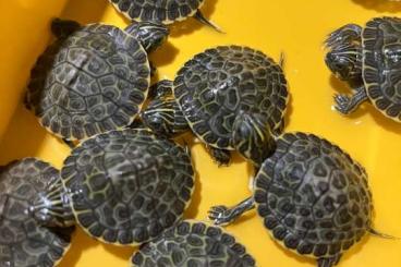 Turtles and Tortoises kaufen und verkaufen Photo: Verkaufe Pseudemys concinna