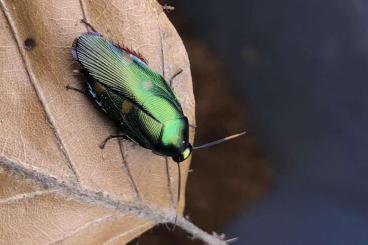 Insekten kaufen und verkaufen Foto: rare roaches, beetles ..and other arthropods for sale:) ! 