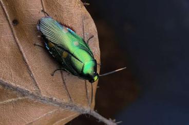 Insekten kaufen und verkaufen Foto: rare roaches, beetles ..and other arthropods for sale:) ! 