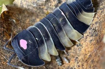 Krebstiere terrestrisch  kaufen und verkaufen Foto: rare isopods offer to WEINSTADT VERONA ZIVA OSTRAVA and for SHIPPING!