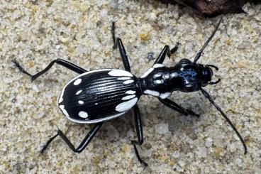 Insekten kaufen und verkaufen Foto: arthropods offer to WEINSTADT VERONA ZIVA OSTRAVA and for SHIPPING!