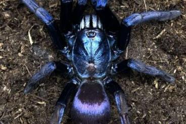 Vogelspinnen kaufen und verkaufen Foto: spiders offer to WEINSTADT VERONA ZIVA OSTRAVA and for SHIPPING!