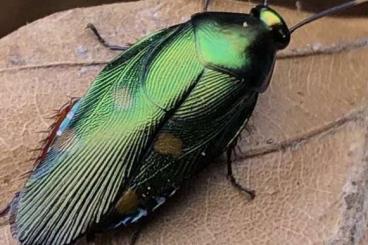 Insects kaufen und verkaufen Photo: SUMMER SALE arthropods, rare species Insects kaufen und verkaufen Photo: SUMMER SALE arthropods, rare species