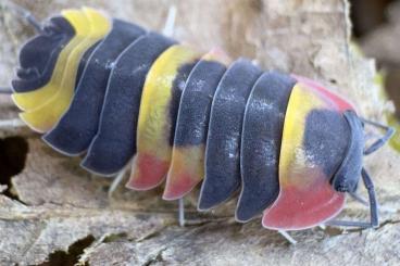 Crustraceae non aquatic kaufen und verkaufen Photo: SUMMER SALE rare isopods species Crustraceae non aquatic kaufen und verkaufen Photo: SUMMER SALE rare isopods species