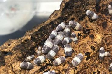 Insekten kaufen und verkaufen Foto: isopods sale - 10pcs + 10pcs gift Insekten kaufen und verkaufen Foto: isopods sale - 10pcs + 10pcs gift
