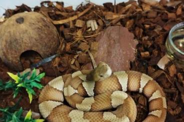 Schlangen kaufen und verkaufen Foto: For sale Varanus, venomous snakes